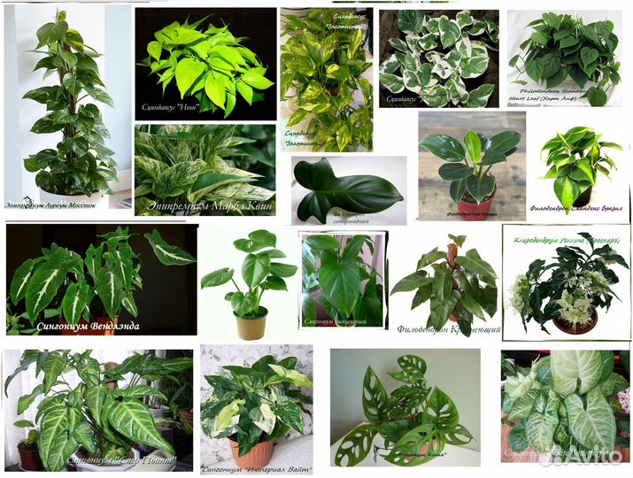 Ароидные и др