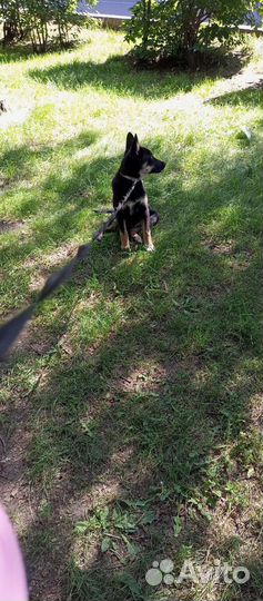 Щенки бесплатно