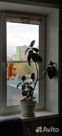 Фикус, алоэ Вера