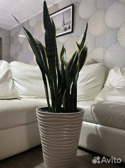 Сансевиерия