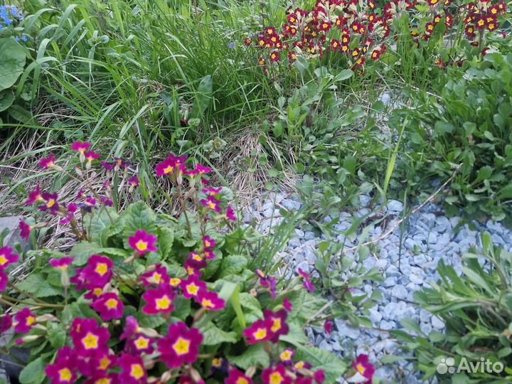 Многолетние садовые цветы