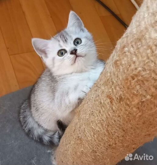 Британские котята