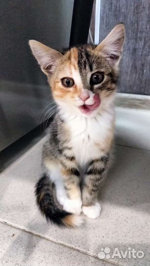 Ищет дом трёхцветный котенок