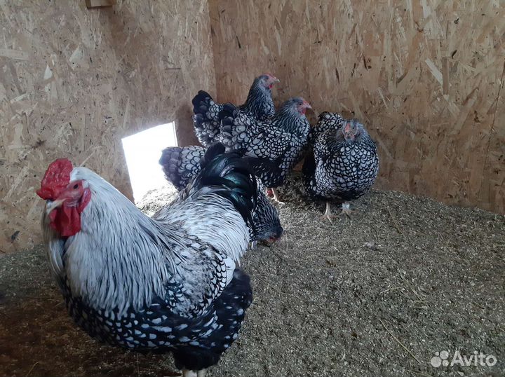 Инкубационное яйцо Виандот