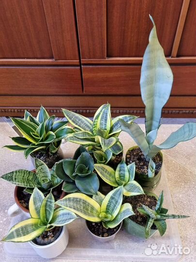 Сансевиерия сортовая