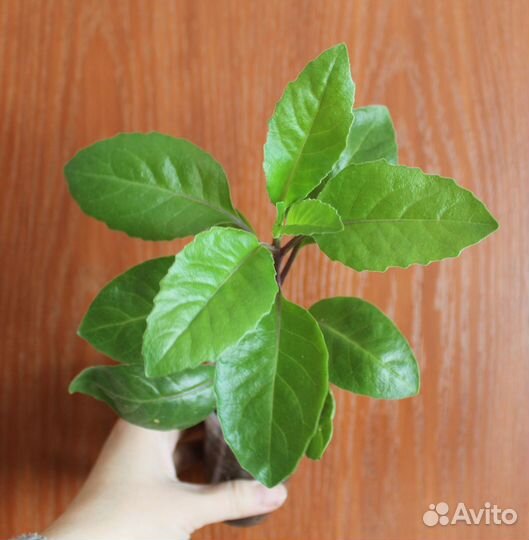 Джинура - лечебное растение