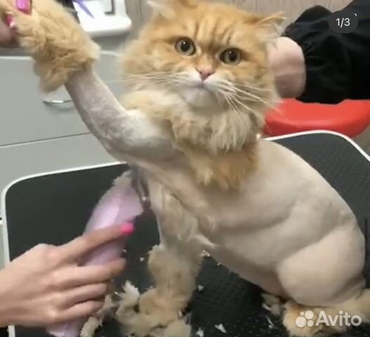 Стрижка кошек и котов, без вашей помощи