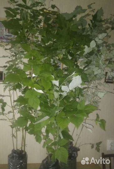 Листья малины на чай, свежие и сажанцы