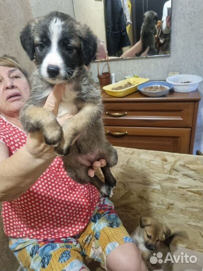 Щенки