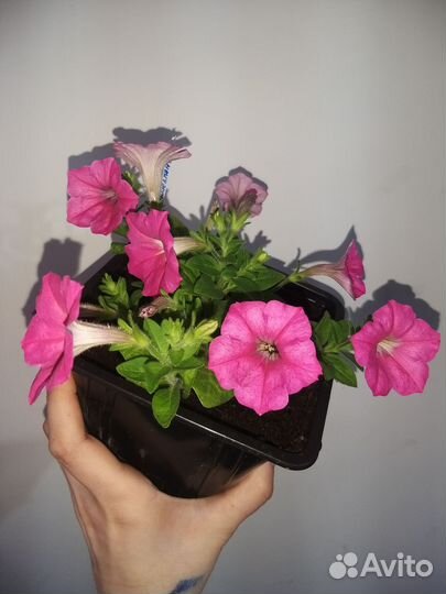 Петуния ампельная