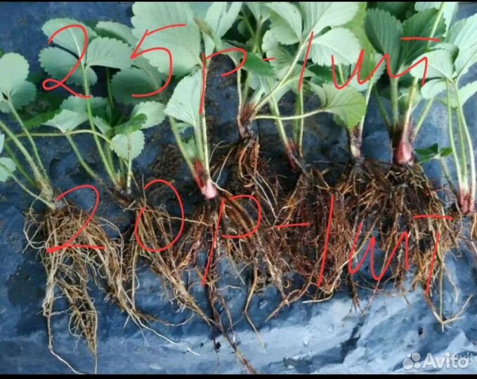Рассада клубника ремонтантная