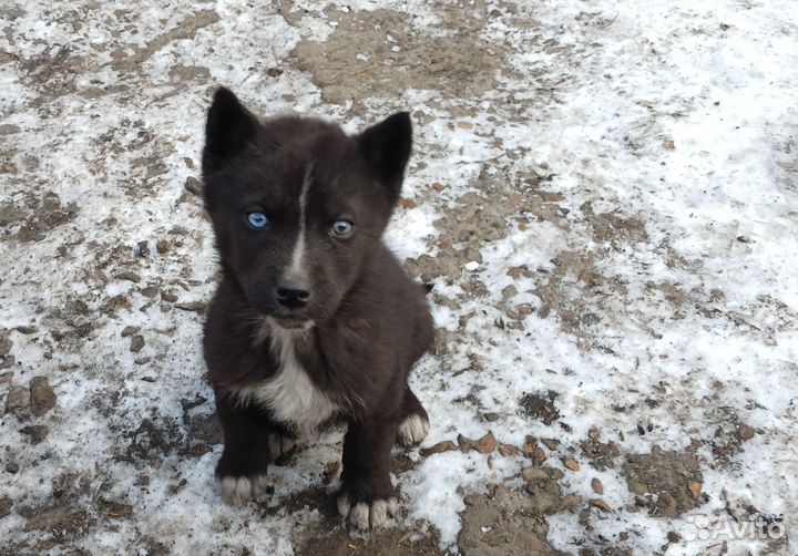 Продам щенят породы Хаска остались две девочки