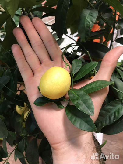 Цитрус (oriana calamondin), (lara lemon)