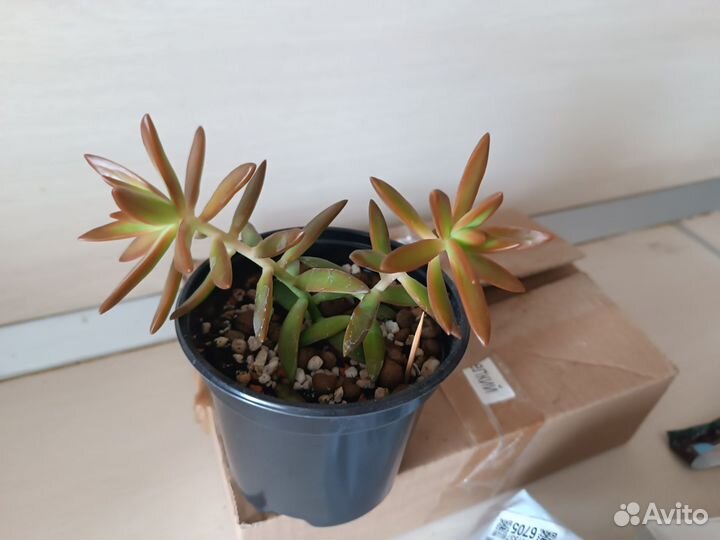 Седум Адольфа