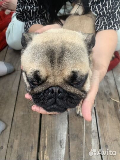 Мопс девочка