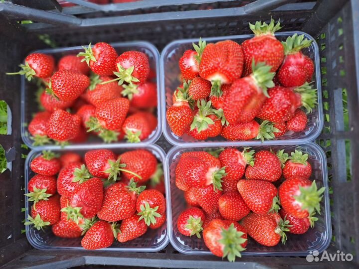 Рассада клубники,Малины.Ягода Клубника Домашняя