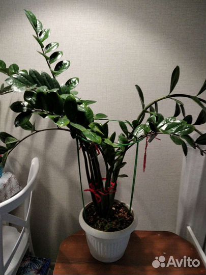 Замиокулькас