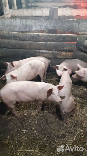 Поросята дюрок,ландрас,кб чистокровные