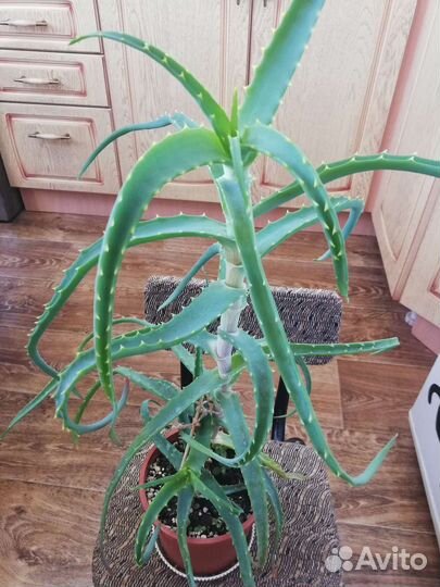 Пеларгония герань