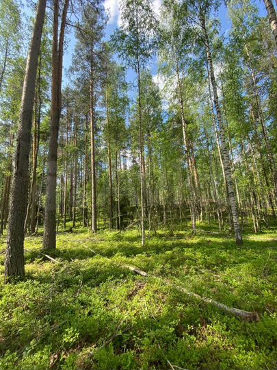 Участок 7,1 сот. (СНТ, ДНП)