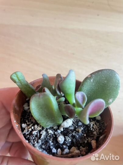 Толстянка, алоэ, суккуленты