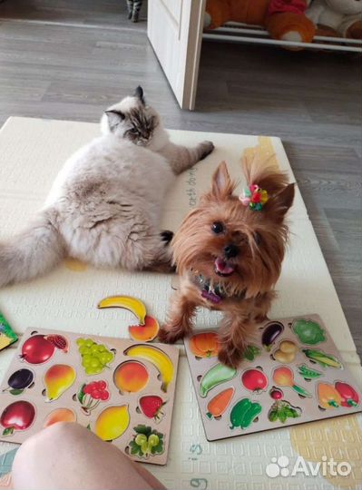 Передержка кошек и собак в домашних условиях