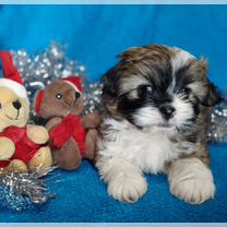 Русская цветная болонка, щенок