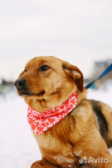 Собака в добрые руки девочка