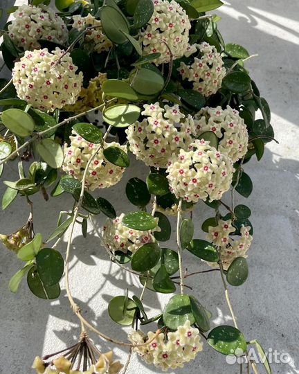 Хойя Матильда сплеш, Кентиана вар, Обовата вар