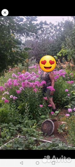 Флоксы многолетние