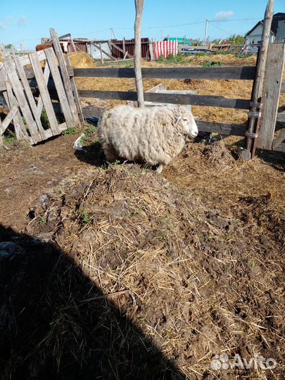 Баран куйбышевкий и две тёлки