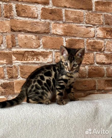Продам бенгальских котиков