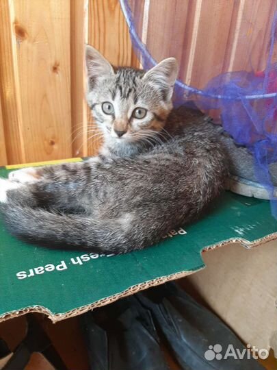 Кошки в добрые руки бесплатно