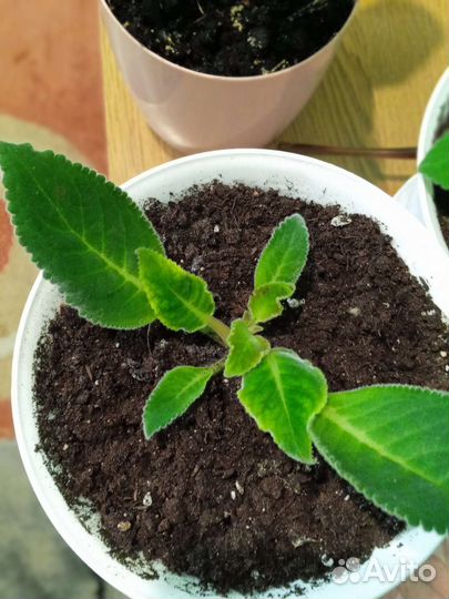 Тидея (глоксиния)