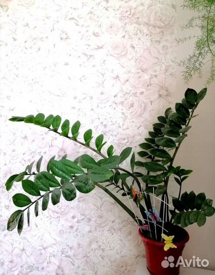 Замиокулькас