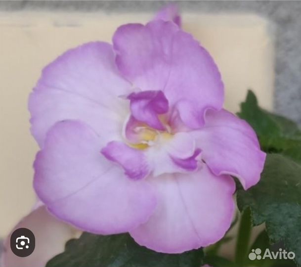 Ахименес (ризомы)