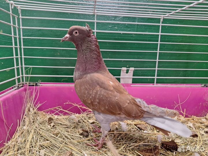 Голуби бойные