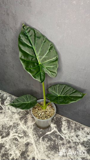 Алоказия регал шилдс