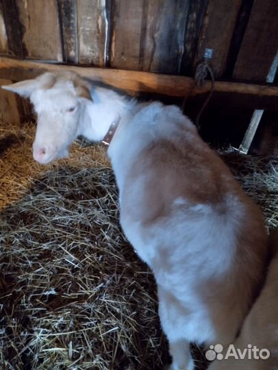 Козочки дойные