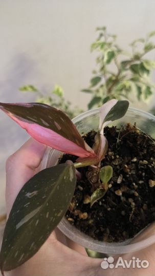 Разные комнатные растения цветы