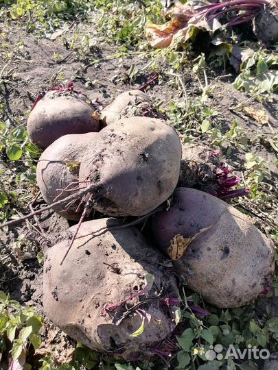 Свёкла столовая