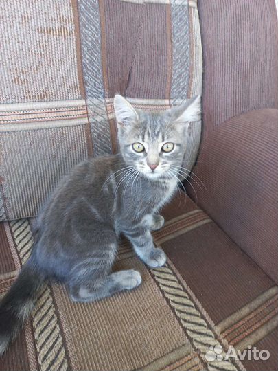 Кошки в добрые руки котята