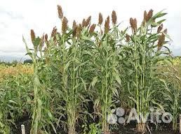 Сорго зерновое сахарное сорго-суданковые гибриды