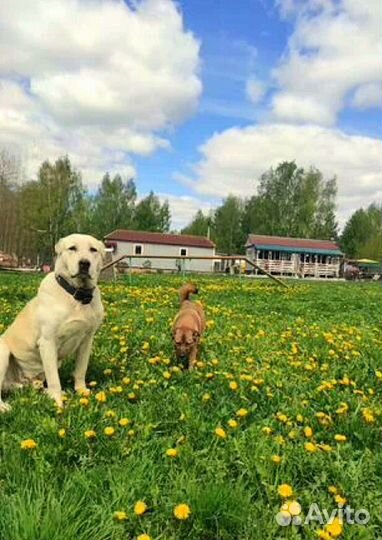 Зоогостиница 