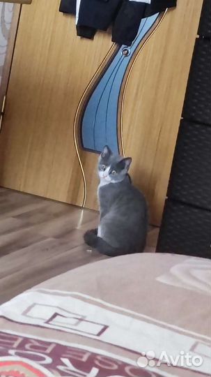 Котики бесплатно в добрые руки