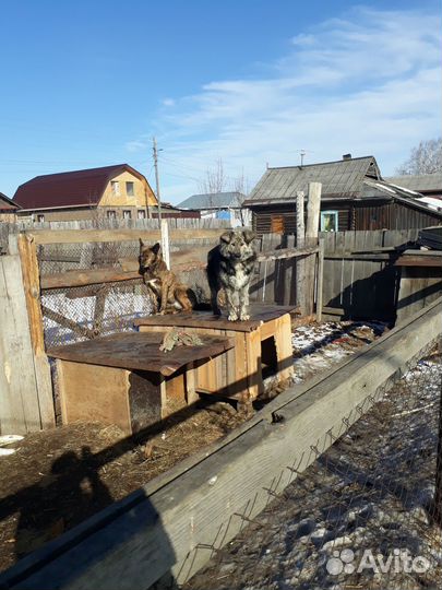 Собаки бесплатно