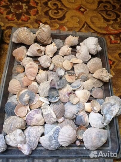 Ракушки для аквариума, для поделок, для украшений
