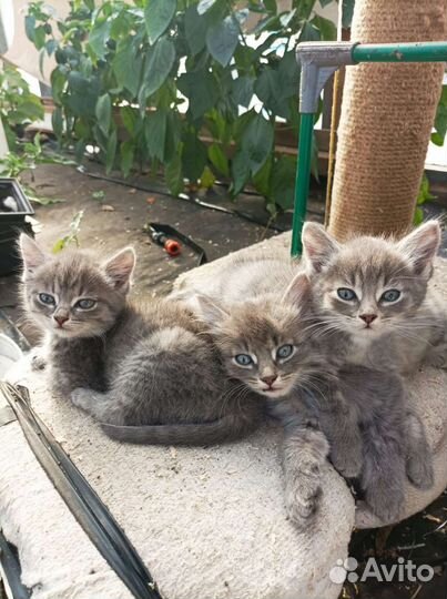 Кошка в дар бесплатно