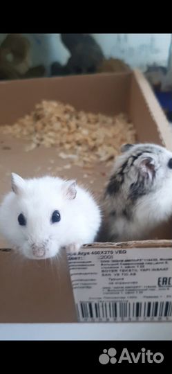 Хомячки вместе с клеткой