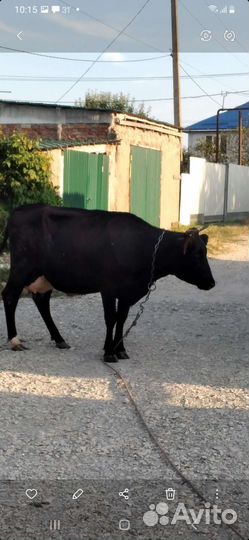 Коровы дойные молочные крымск